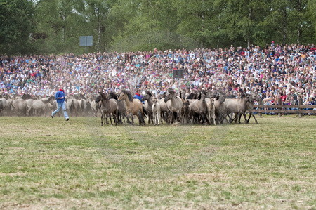 Fang der Jährlingshengste