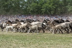 Fang der Jährlingshengste