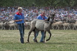 Gefangener Jährlingshengst