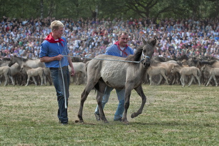 Gefangener Jährlingshengst