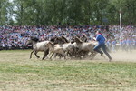 Fang der Jährlingshengste