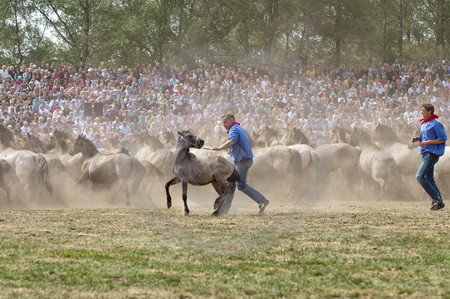 Gefangener Jährlingshengst