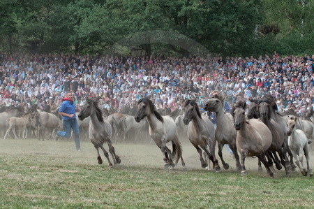 Fang der Jährlingshengste