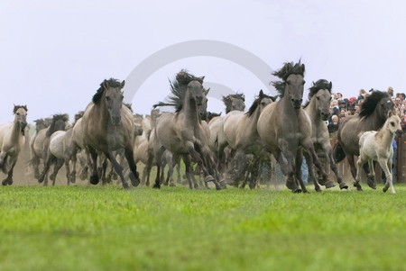 Dülmener Wildpferde