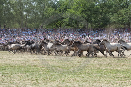 Fang der Jährlingshengste