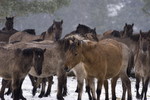 Herde im Schneetreiben