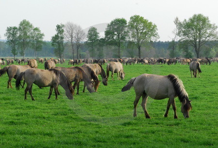 Grasende Wildpferde-Herde