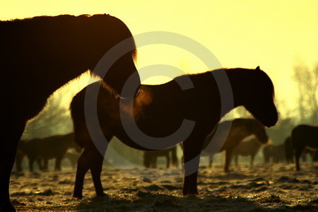 Morgenstimmung in der Wildbahn