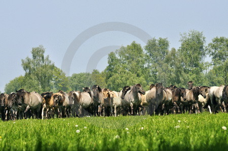 Herde in Bewegung