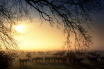 Wildpferde-Herde im Morgennebel