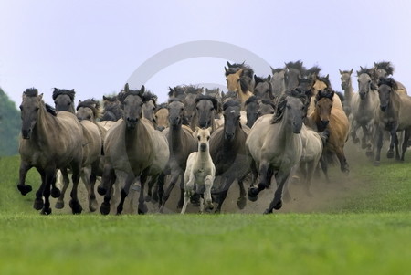 Dülmener Wildpferde