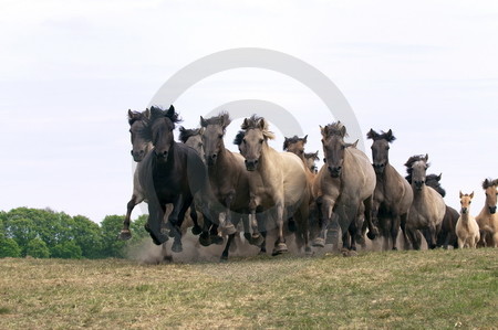 Anstürmende Wildpferdeherde