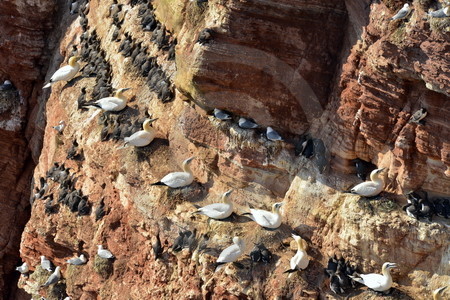 Vögel am Lummenfelsen