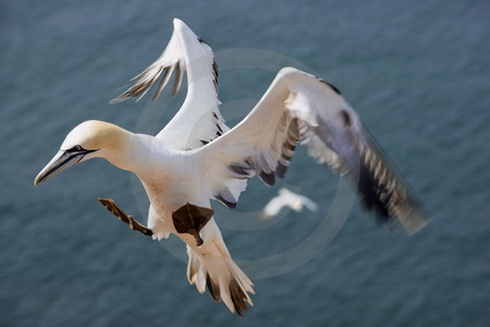 Basstölpel im Landeanflug