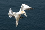 Basstölpel im Landeanflug