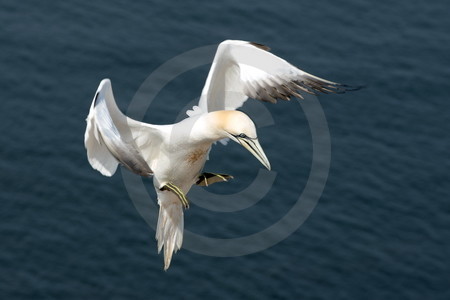 Basstölpel im Landeanflug