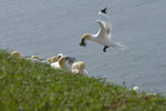 Basstölpel im Landeanflug