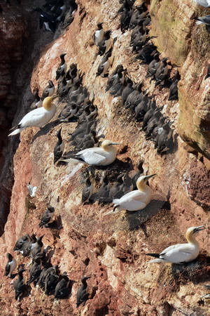 Vögel am Lummenfelsen