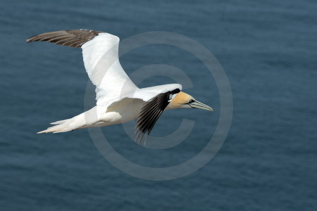 Basstölpel im Flug