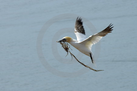 Basstölpel im Flug