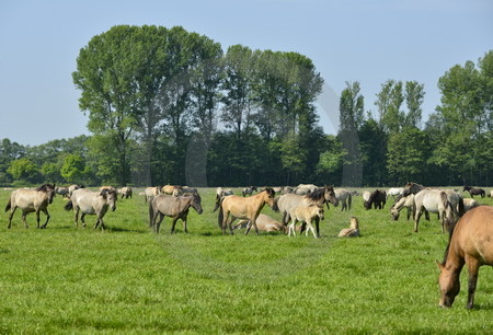 Familienverband mit Fohlen