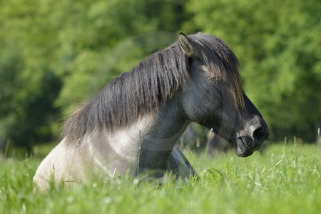 Graues Wildpferd