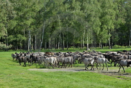 Dülmener Wildpferde