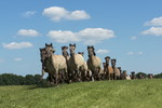 Anstürmende Wildpferdeherde