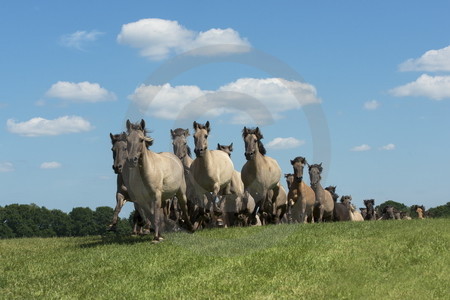 Anstürmende Wildpferdeherde