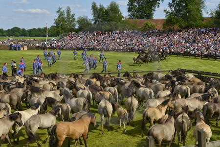 Fang der Jährlingshengste