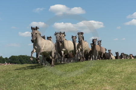 Anstürmende Wildpferdeherde