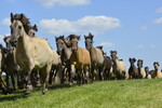 Anstürmende Wildpferdeherde