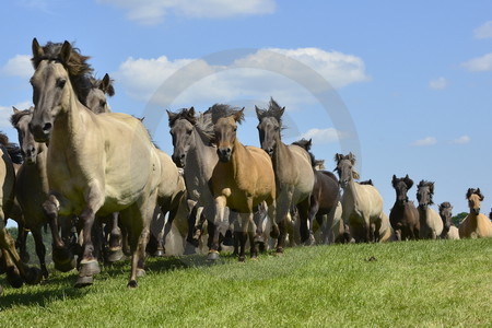 Anstürmende Wildpferdeherde