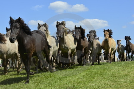 Anstürmende Wildpferdeherde