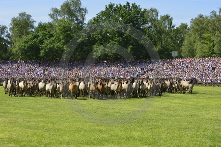 Dülmener Wildpferde in der Arena