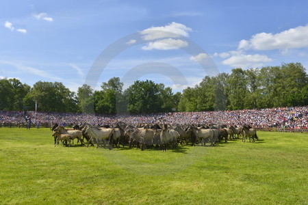 Dülmener Wildpferde in der Arena