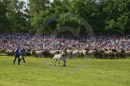 Fang der Jährlingshengste