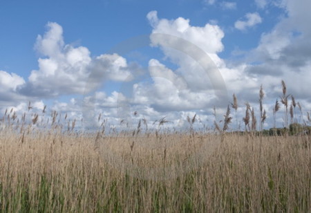 Reet und Wolken