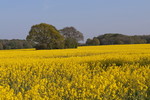 Landschaft mit Rapsfeld