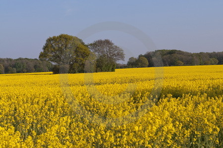 Landschaft mit Rapsfeld