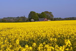 Landschaft mit Rapsfeld