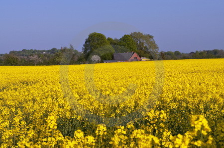 Landschaft mit Rapsfeld