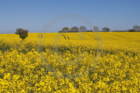 Landschaft mit Rapsfeld