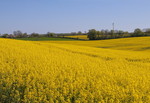 Landschaft mit Rapsfeld