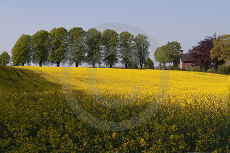 Landschaft mit Rapsfeld