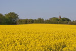 Landschaft mit Rapsfeld