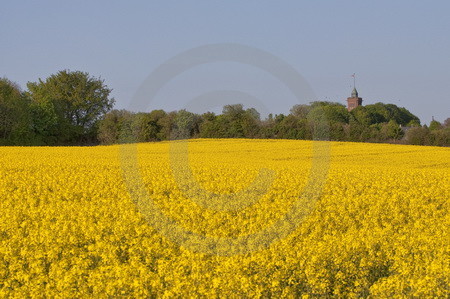 Landschaft mit Rapsfeld