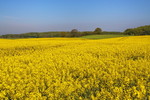 Landschaft mit Rapsfeld