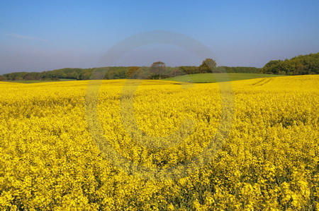 Landschaft mit Rapsfeld