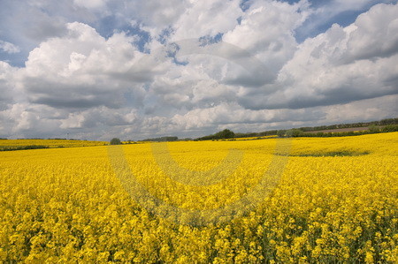 Landschaft mit Rapsfeld